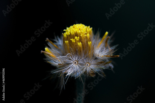 A little flower with a black background