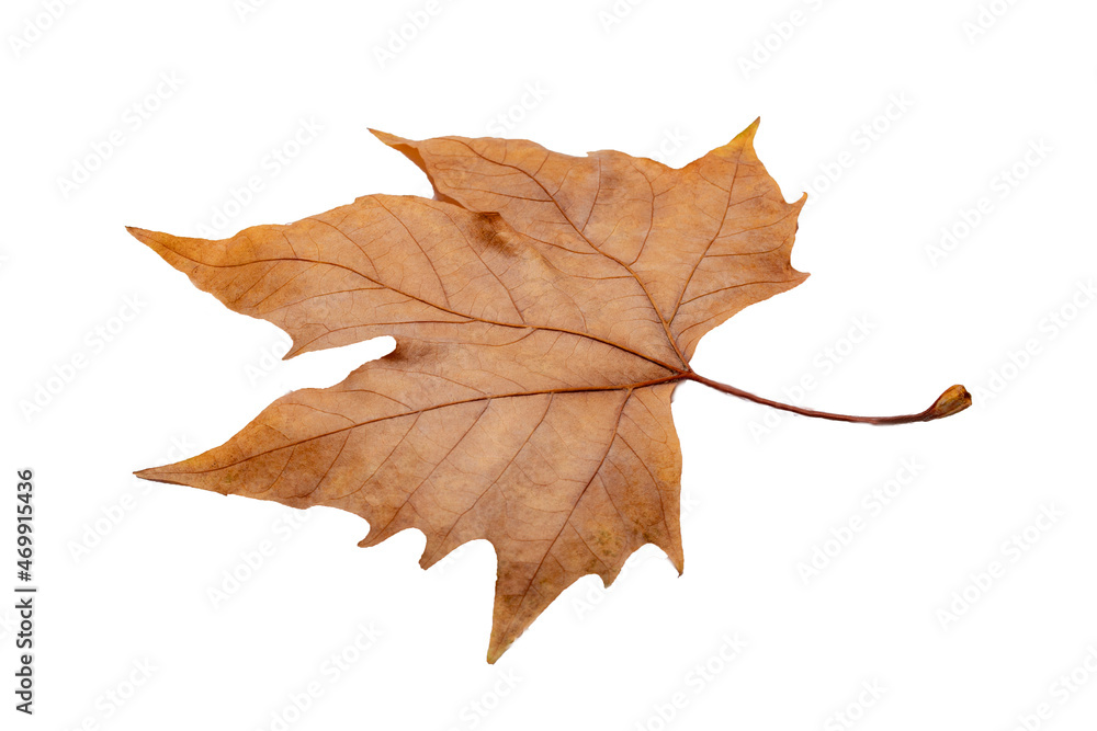 autumn maple leaf autumn maple leaf