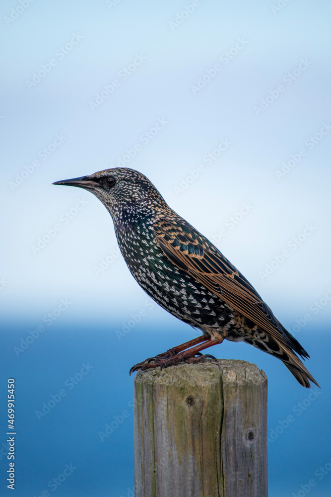 Fototapeta premium bird on a fence