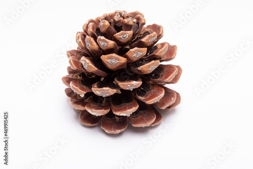 pine cone isolated on white