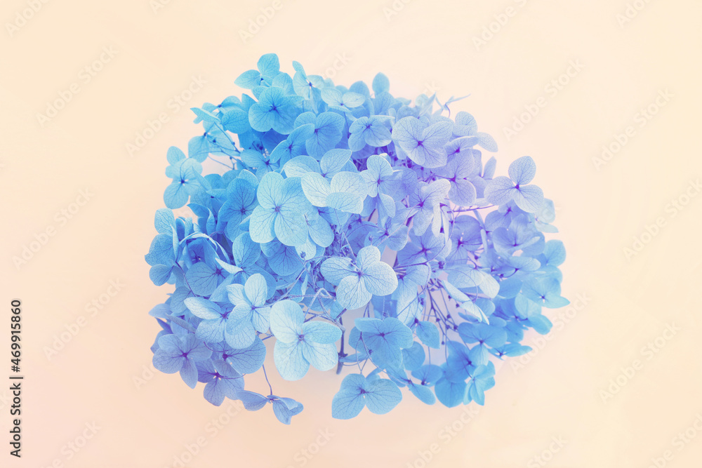 Creative image of pastel blue Hydrangea flowers on white background. Top view