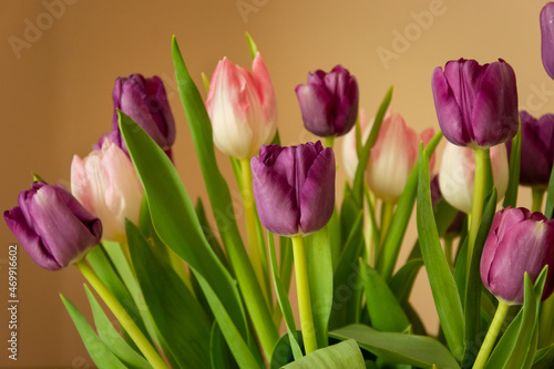 Bouquet of pink-purple tulips and beige background