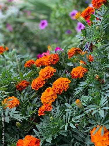 orange flower bed