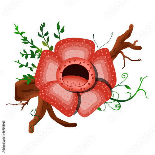 The illustration of a rare flower, namely the Rafflesia Arnoldi flower, is red to orange in color with its roots and leaves that have its own charm for fans. photo