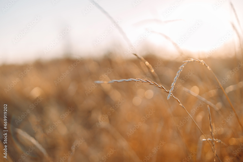 Obraz premium Abstract beautiful autumn wild grass in sunlight, close up. Autumnal background. Beautiful grasses and herbs in sunset rays autumn meadow. Space for text