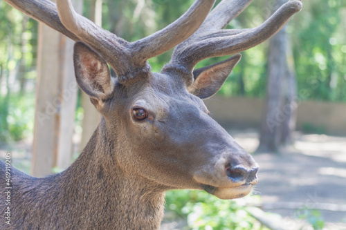 Portrait of a young wild deer with branched horns in the forest