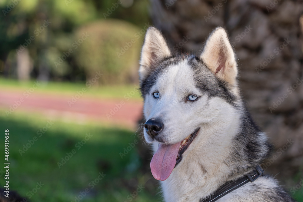 Closeup portrait of smiling dog. Siberian Husky dog black and white colour with blue eyes tongue out