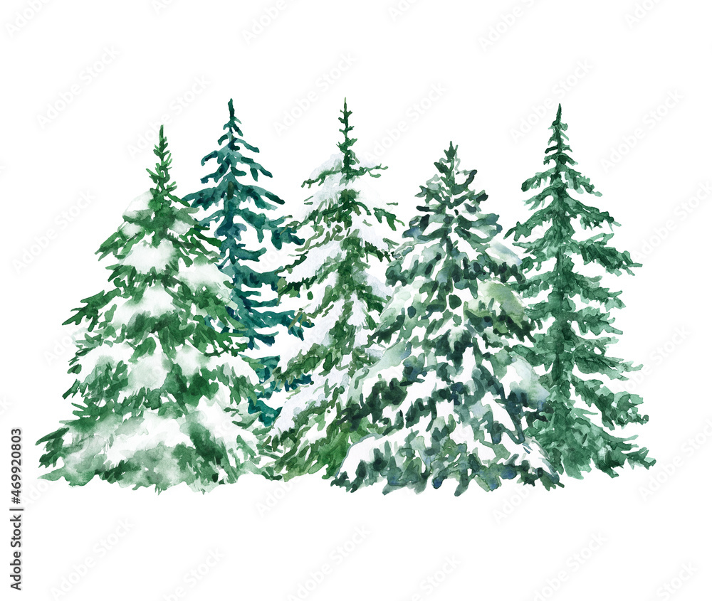 Watercolor winter pine trees forest illustration. Hand painted evergreen spruce trees with snow on branches, isolated on white background. Christmas themed design.