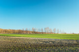 Fields and trees on the horizon, spring view