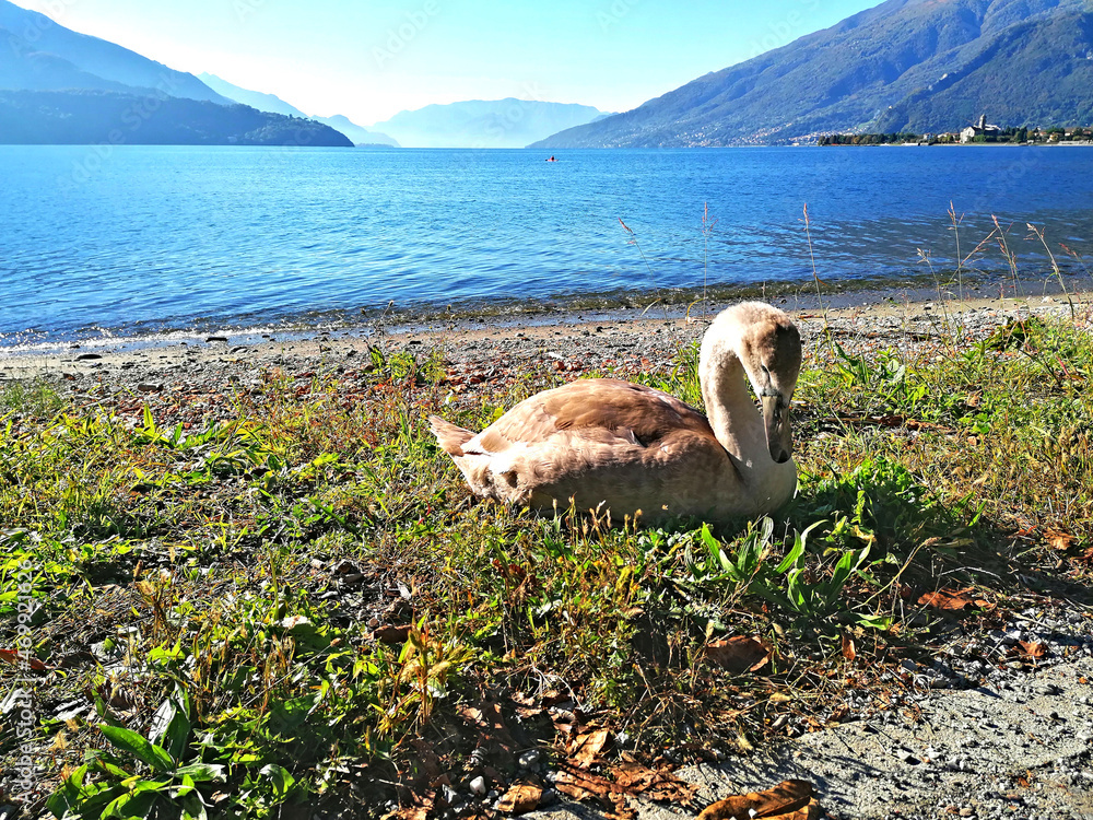 Cigno Reale, ( Cygnus olor ) cucciolo, accucciato sulla spiaggia innerbata.  Dietro c'è il lago di Como, sulo sfondo le Alpi e il paese di Gravedona  Stock Photo | Adobe Stock