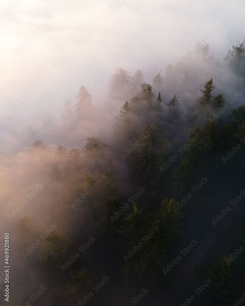 Calm moody forest in misty fog in the morning