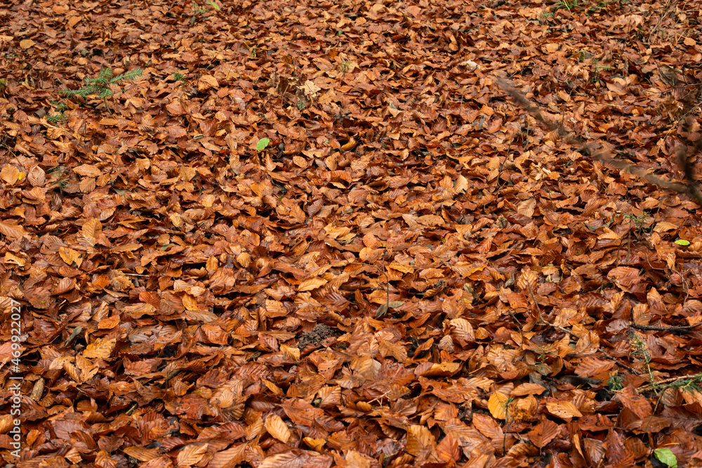 Carpet cover of autumn colored leaves on the ground. Top view, no people
