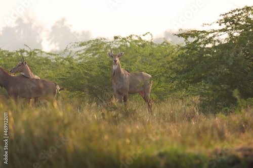 The nilgai is the largest Asian antelope and is ubiquitous across the northern Indian subcontinent. Closeup of Nilgai. Boselaphus tragocamelus. photo