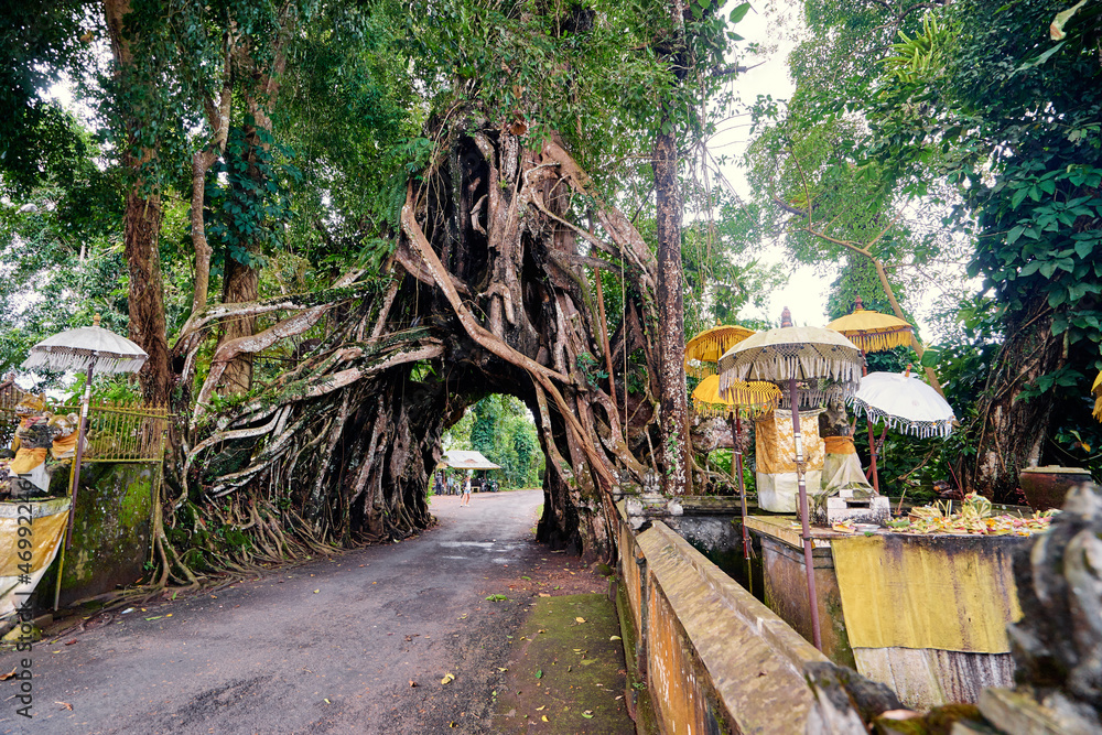 Wonderful road through the big tree. Bunut Bolong, huge tropical live green banyan tree with tunnel arch of interwoven tree roots at the base. Indonesia, Bali, Manggisari