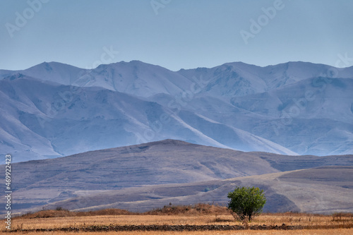 Landscape with Lonely Tree and Hills in Armenia