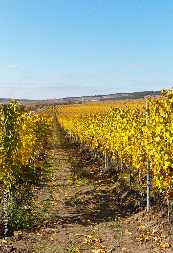 Vineyards in the south of the Crimean peninsula. Agricultural field for growing grapes. Yellowed vines after harvest on a sunny October day. Beautiful rural autumn landscape. Natural rustic background