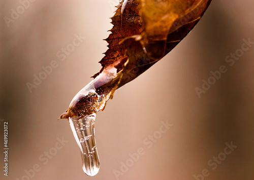 Frozen water on a leaf