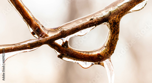 Frozen water on a branch