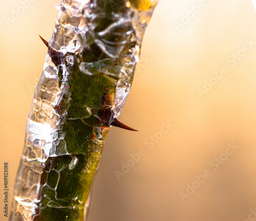 Frozen Thorn