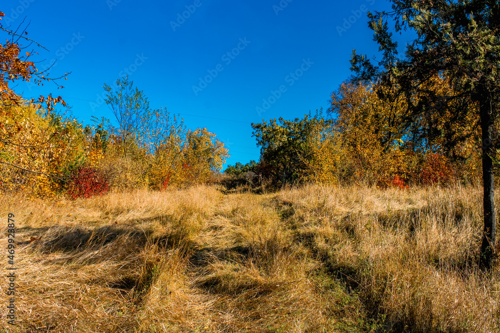Obraz premium autumn path in the forest