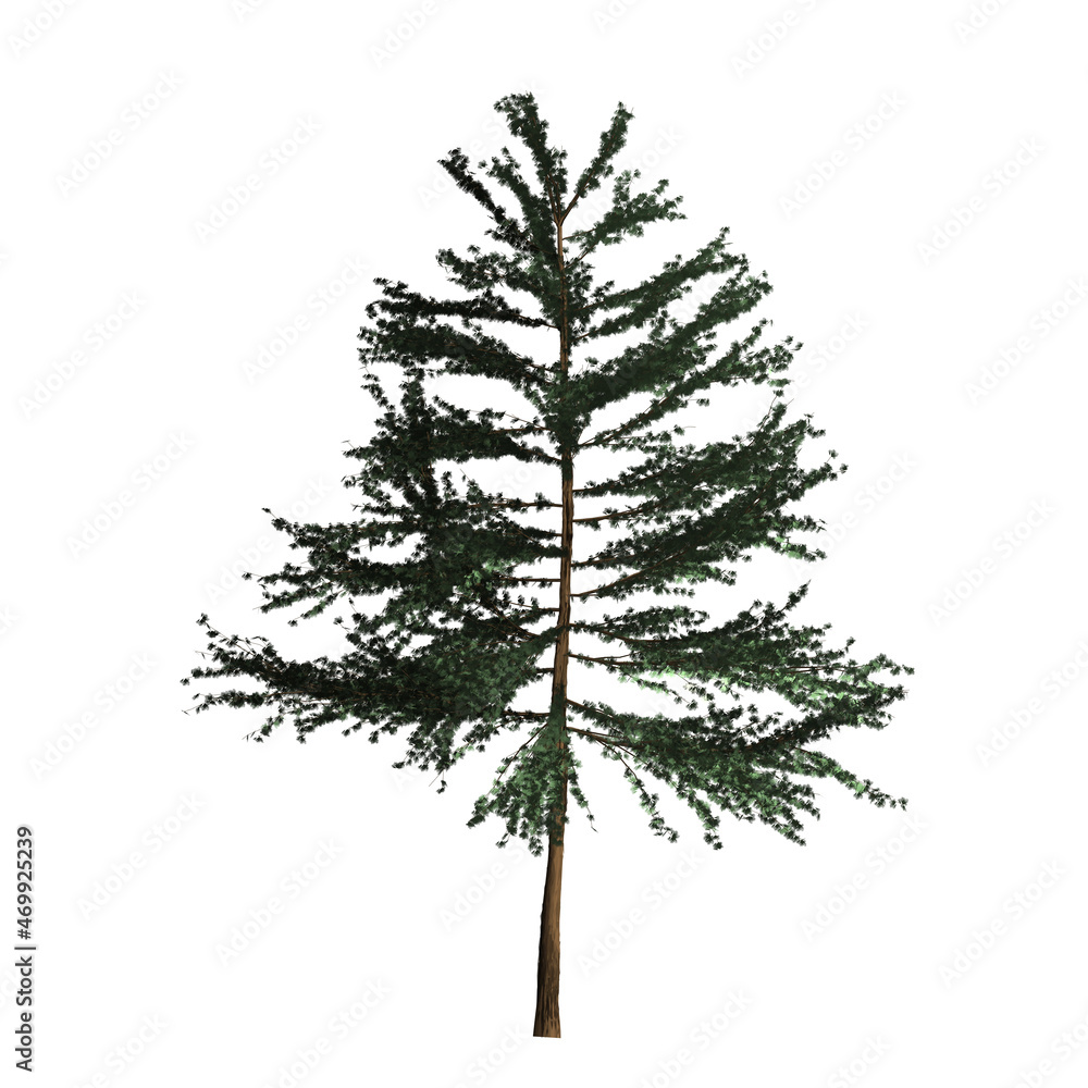 Christmas tree, a coniferous tree. Illustration on white background. Graphic, image. Christmas tree, a coniferous tree. Illustration on white background. Graphic, image.