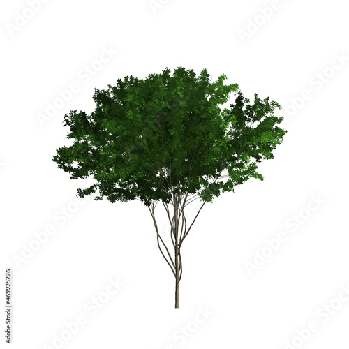 Green tree. Illustration on white background. Graphic  image.