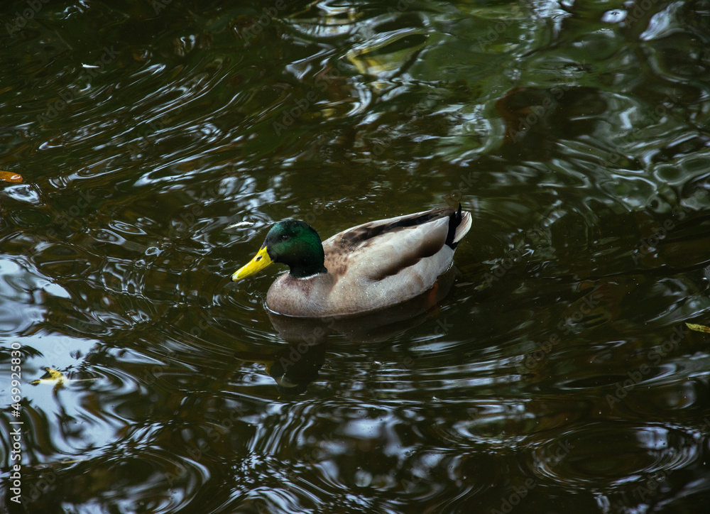 Fototapeta premium Ente schwimmt im Wasser