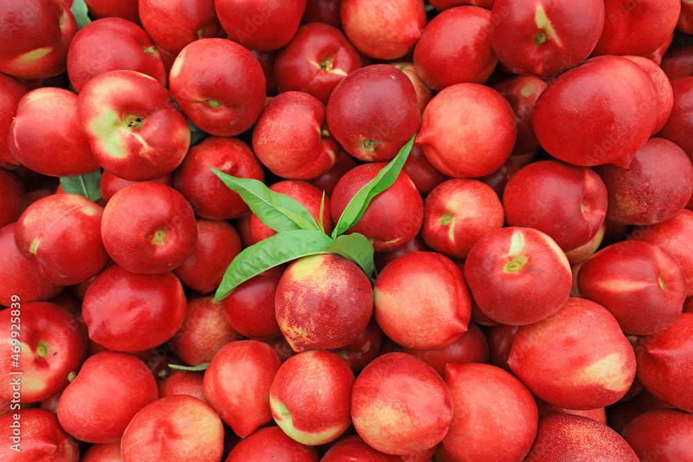 Piles of nectarines pile up on a farm in North China Piles of nectarines pile up on a farm in North China