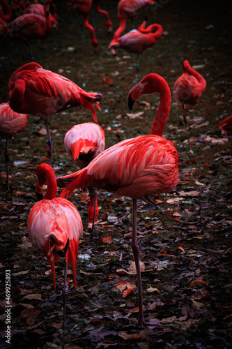 Eine Gruppe Flamingos.