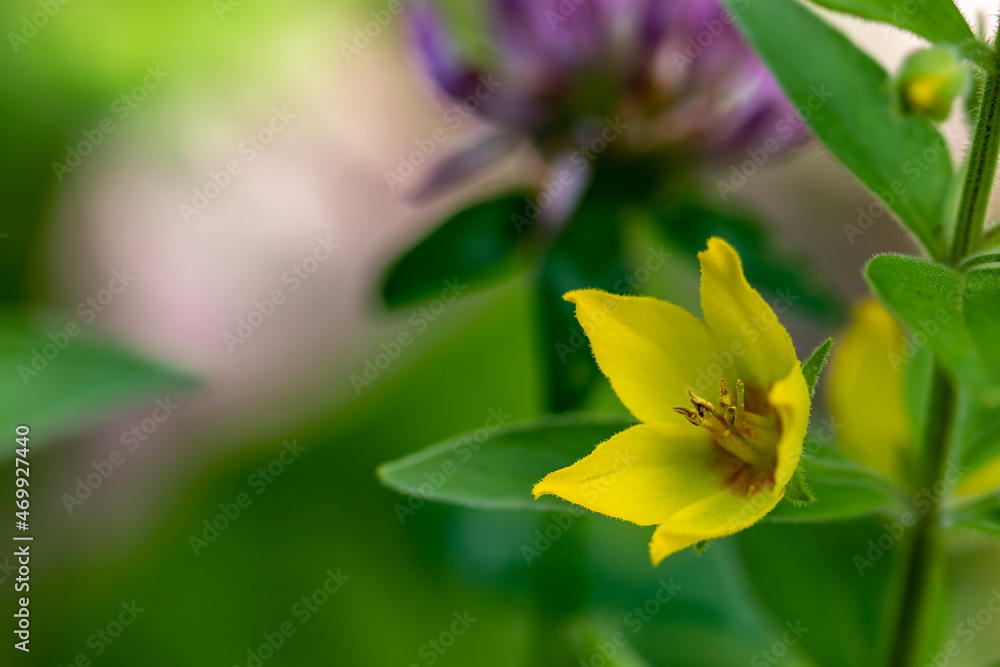 Lysimachia vulgaris flower growing in meadow, macro