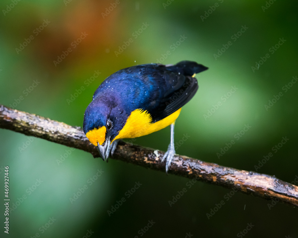 Fototapeta premium Small vibrant male Violaceous Euphonia, Euphonia violacea, perched on a branch in the rain on a wet day