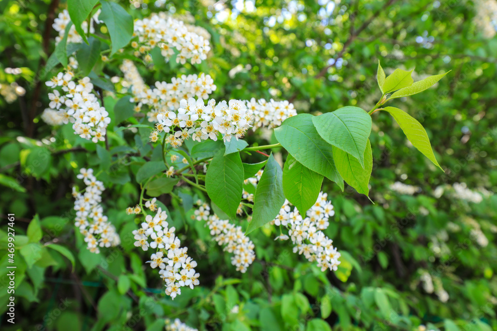 Blooming purple leaves and thick plum flowers in the park, North China Blooming purple leaves and thick plum flowers in the park, North China