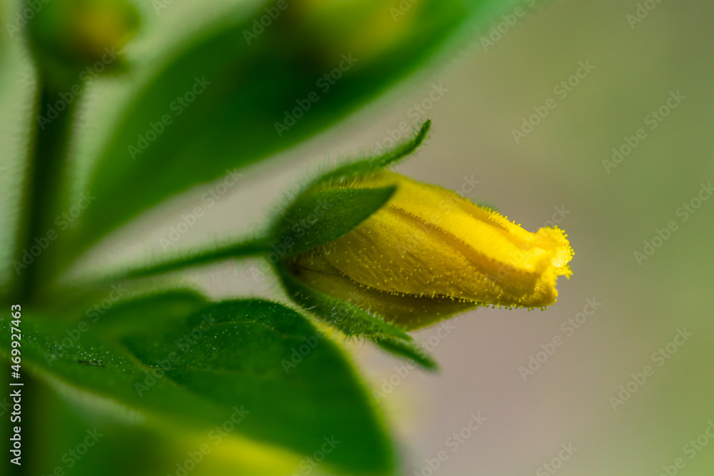 Lysimachia vulgaris flower in meadow, close up Lysimachia vulgaris flower in meadow, close up