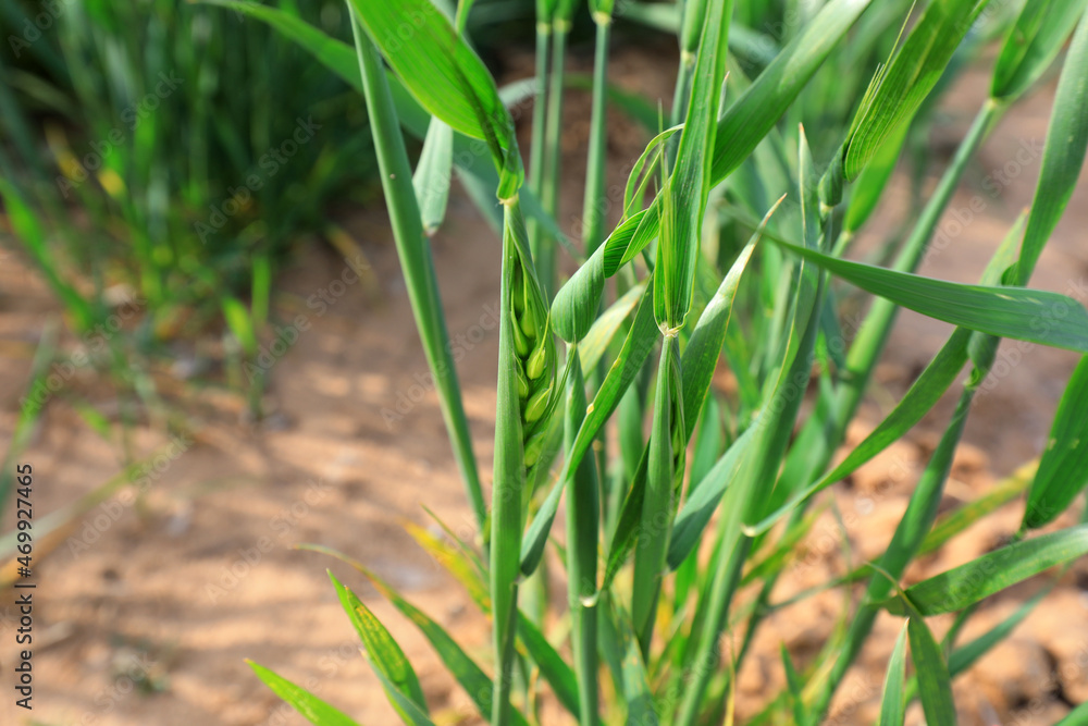 Vigorous growing wheat, North China Plain Vigorous growing wheat, North China Plain