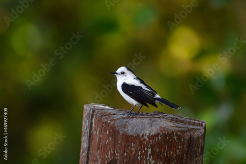 A small black and white Pied Water Tyrant, Fluvicola pica, perched on a stump with a warm green bokeh background.  photo