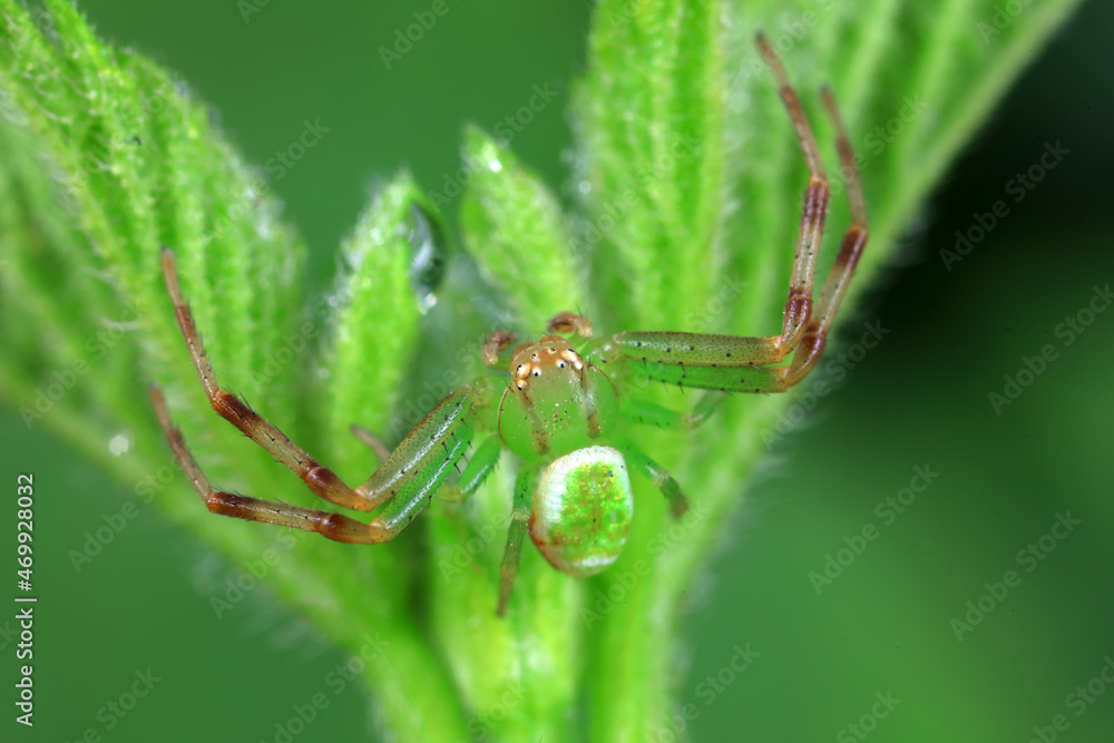 Spiders in the wild, North China Spiders in the wild, North China