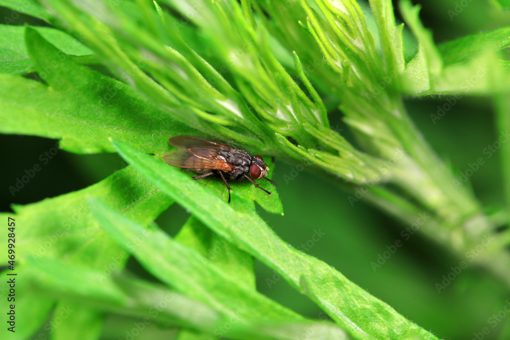 Flies on wild plants, North China Flies on wild plants, North China