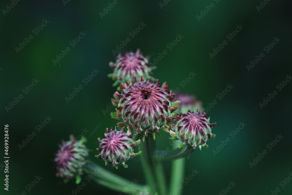 Close up of wild plants, North China Close up of wild plants, North China