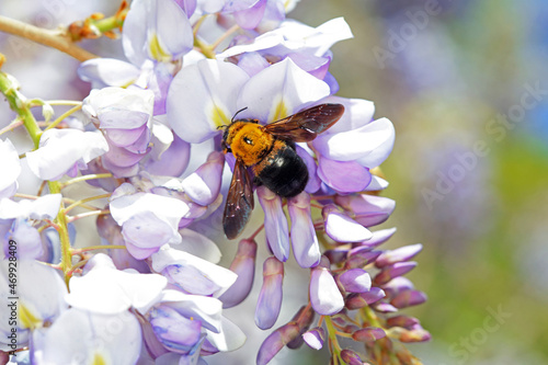 Yellow breasted wasp collects honey on Wisteria flowers, North China photo