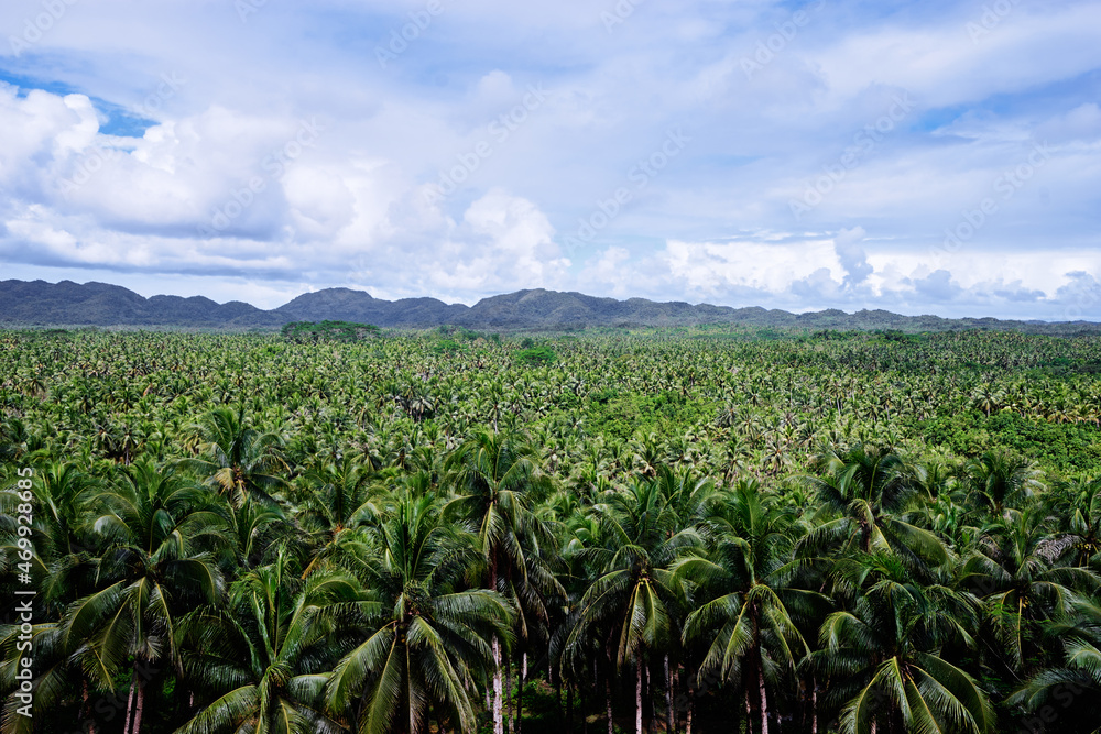 Tropical landscape. Big coconut palm trees plantation.