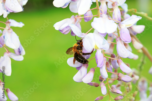 Yellow breasted wasp collects honey on Wisteria flowers, North China photo