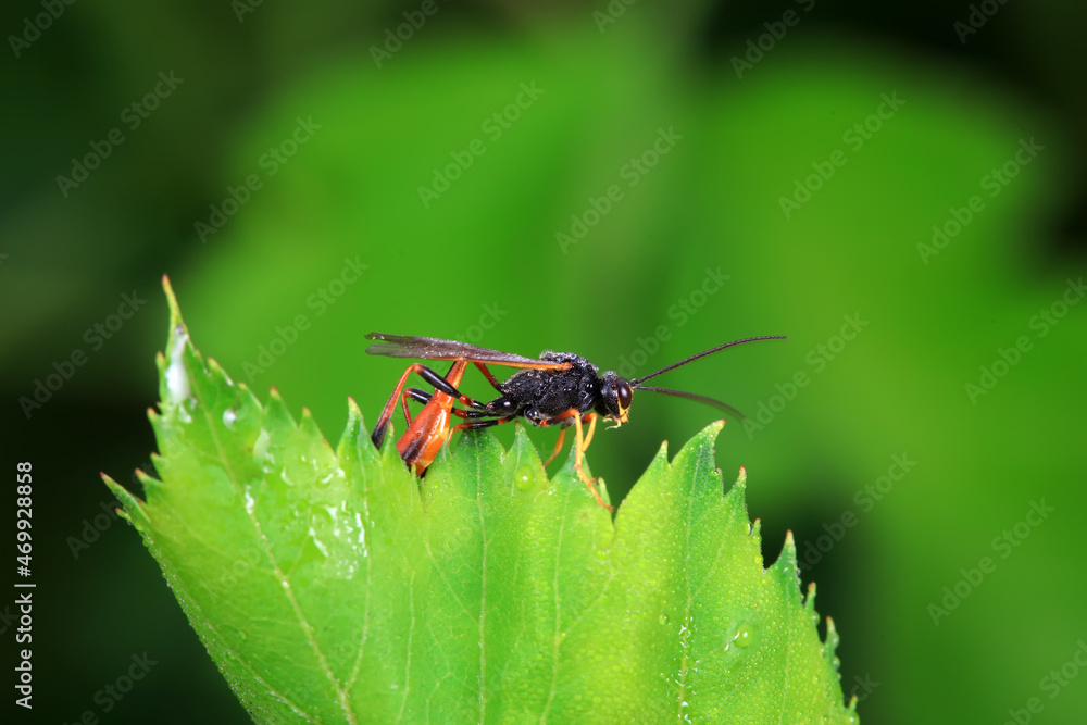Bee insects in the wild, North China Bee insects in the wild, North China