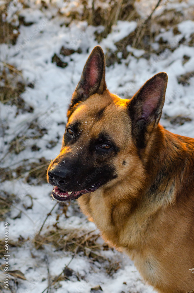 portrait of a shepherd's dog