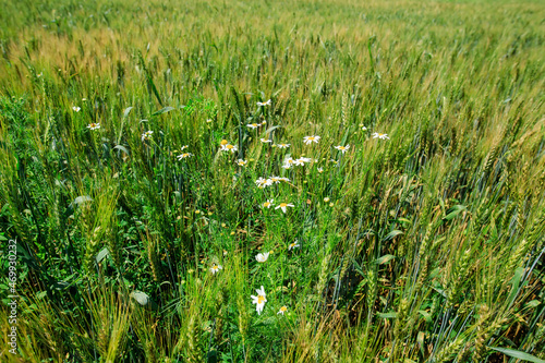 A wheat field overgrown with grass and weeds,