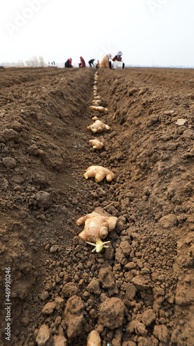 farmers grow ginger in fields, LUANNAN COUNTY, Hebei Province, China