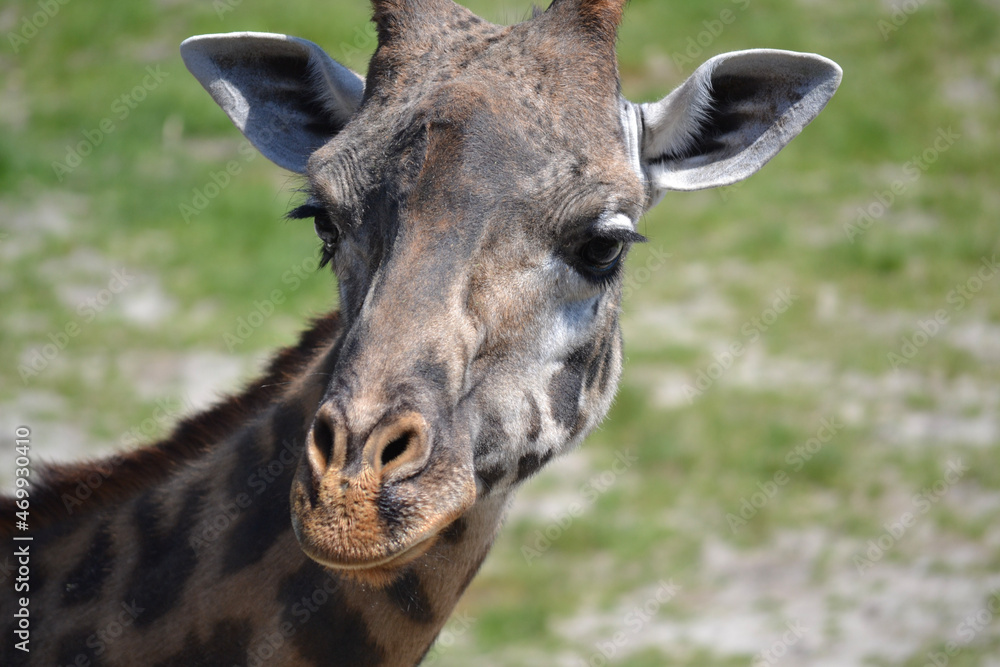 Up-close shot of a giraffe at the local zoo