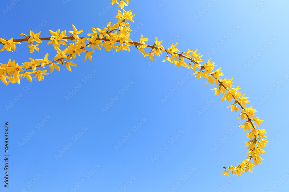 Naklejka premium Forsythia flowers in botanical garden, North China