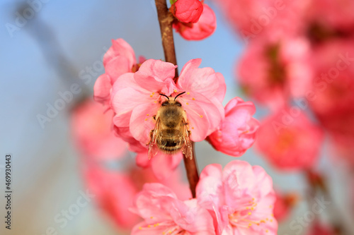 Bees gather honey on flowers, North China