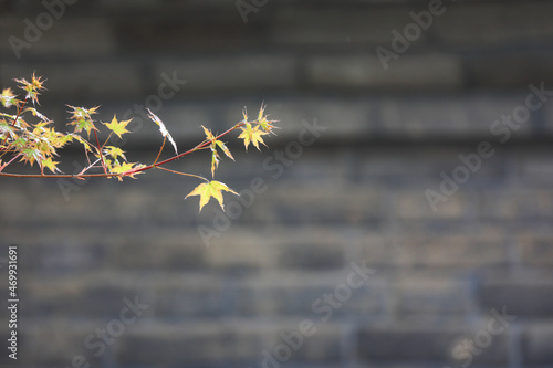 Close up of maple leaves © zhang yongxin