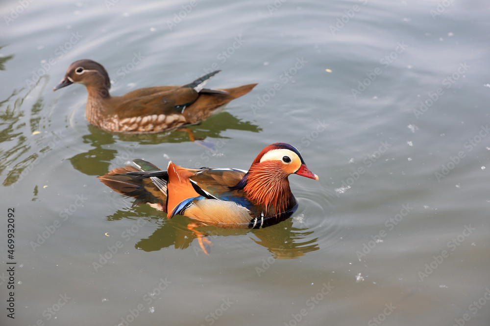 Beautiful waterbirds and mandarin ducks in the pond, Beijing Beautiful waterbirds and mandarin ducks in the pond, Beijing